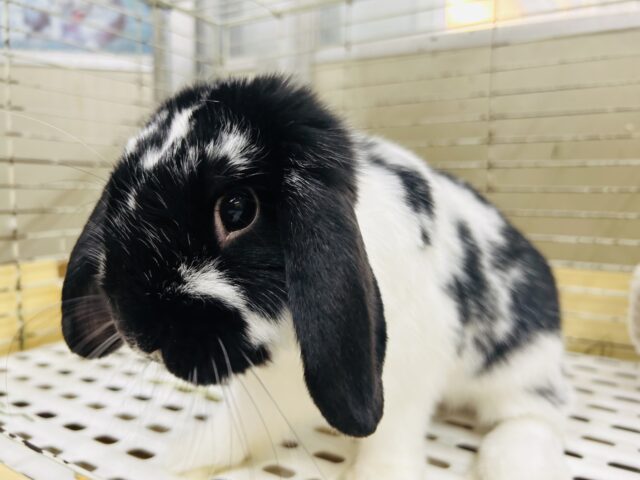 ごましお模様のまんまるちゃん☆ ロップイヤーラビット 2025.5/13撮影 ロップイヤーラビット