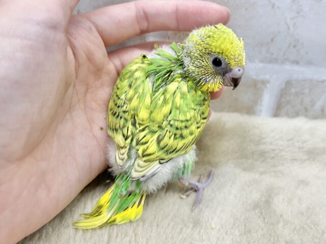セキセイインコ