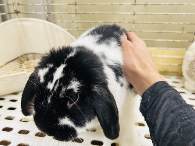 ごましお模様のまんまるちゃん☆ ロップイヤーラビット 2025.5/13撮影 ロップイヤーラビット