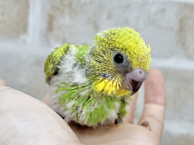 グリーングリーン🌱🌱 セキセイインコ(スパングル) セキセイインコ