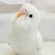 【最新画像更新🪄】わた毛天使現る🐣💓セキセイインコ(ダブルファクター) ヒナ