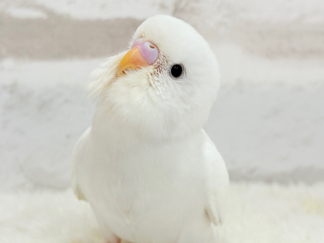 【最新画像更新🪄】わた毛天使現る🐣💓セキセイインコ(ダブルファクター) ヒナ