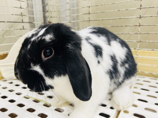 ごましお模様のまんまるちゃん☆ ロップイヤーラビット 2025.5/13撮影 ロップイヤーラビット