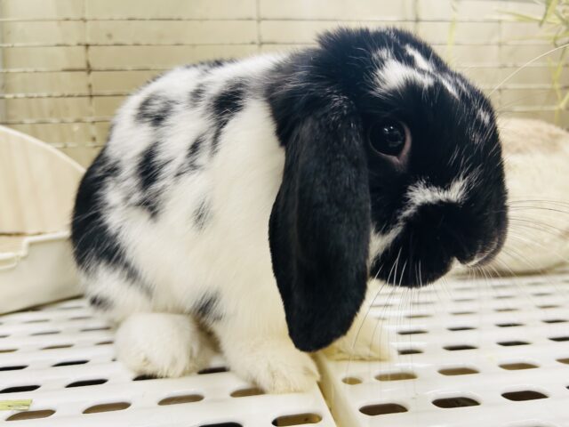 ごましお模様のまんまるちゃん☆ ロップイヤーラビット 2025.5/13撮影 ロップイヤーラビット