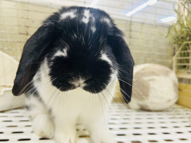 ごましお模様のまんまるちゃん☆ ロップイヤーラビット 2025.5/13撮影 ロップイヤーラビット