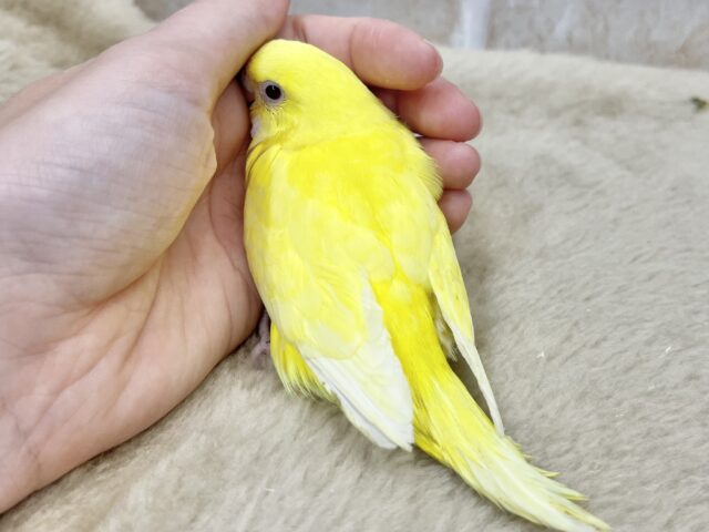弾けるレモンちゃん🍋💛 セキセイインコ(ルチノー) セキセイインコ