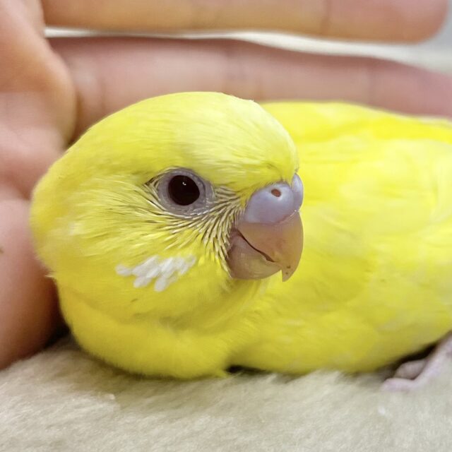 弾けるレモンちゃん🍋💛 セキセイインコ(ルチノー) 弾けるレモンちゃん🍋💛 セキセイインコ(ルチノー)