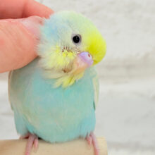 【最新画像更新🪄】ふんわり甘々🍬メロンソーダ🧃🍈💖セキセイインコ(パステルカラーレインボー) ヒナ