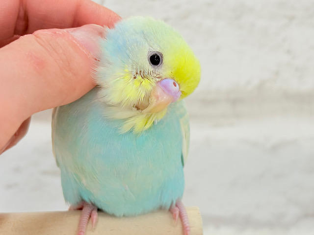 【最新画像更新🪄】ふんわり甘々🍬メロンソーダ🧃🍈💖セキセイインコ(パステルカラーレインボー) ヒナ