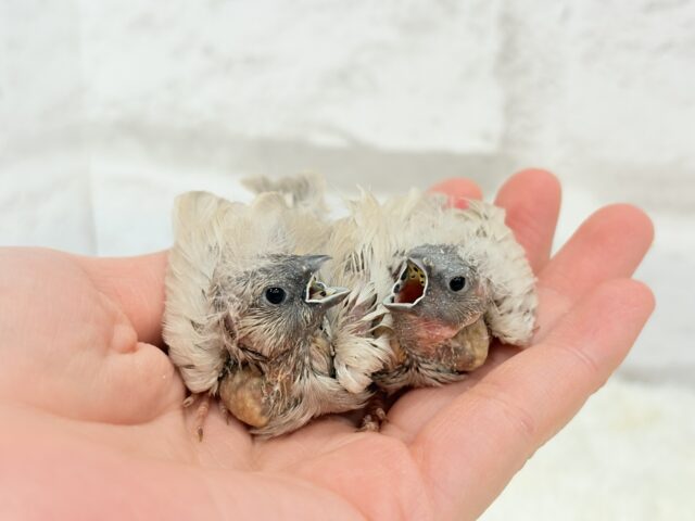 ジャンボキンカチョウ