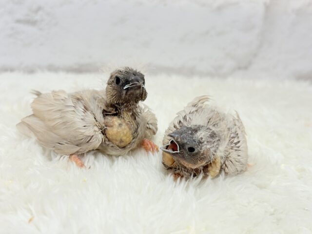 ジャンボキンカチョウ