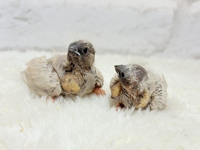 ジャンボキンカチョウ