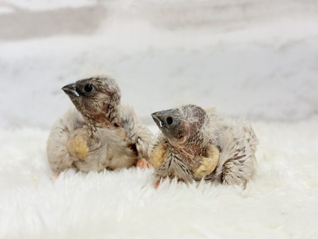 ジャンボキンカチョウ