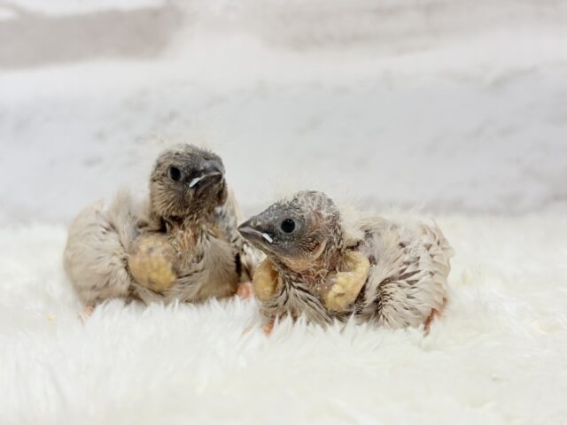 ジャンボキンカチョウ