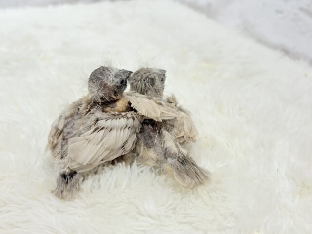 ジャンボキンカチョウ