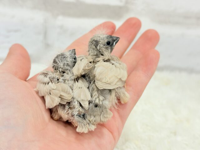 ジャンボキンカチョウ