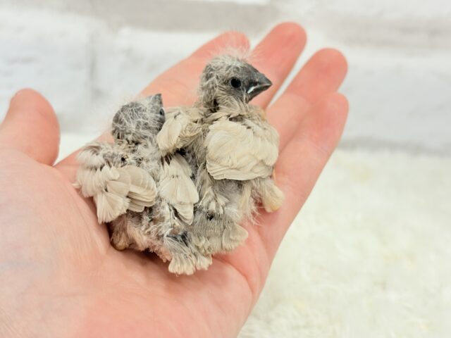 ジャンボキンカチョウ