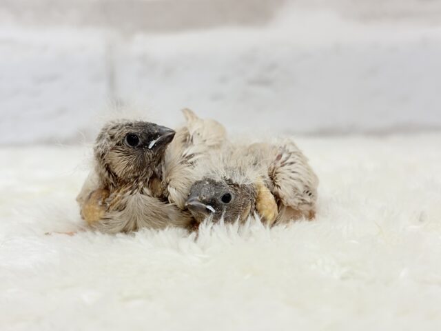 ジャンボキンカチョウ