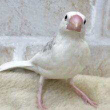スチャッと登場🕺🏻🕊️✨　白文鳥