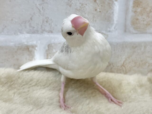 白鷗【小鳥＝羽虫無心】肉質画 スチャッと登場🕺🏻🕊️✨ 白文鳥