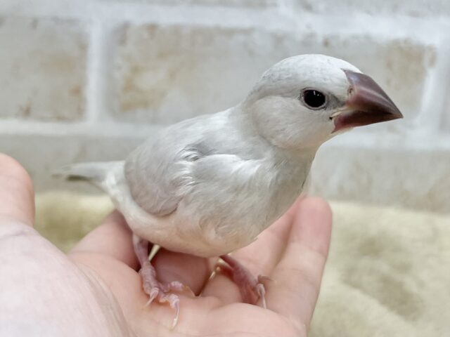 シルバー文鳥