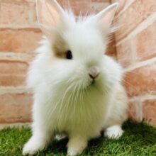 可愛すぎて目ん玉飛び出そうです、、、、👀💗💗💗💗💗　ライオンラビット