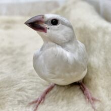 目ヂカラすごいよ👀✨　シルバー文鳥