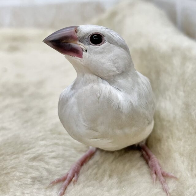 目ヂカラすごいよ👀✨　シルバー文鳥