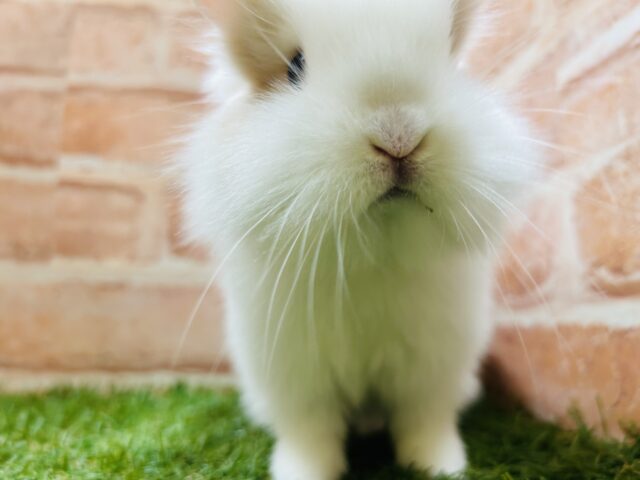 可愛すぎて目ん玉飛び出そうです、、、、👀💗💗💗💗💗 ライオンラビット ライオンラビット