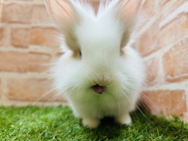 可愛すぎて目ん玉飛び出そうです、、、、👀💗💗💗💗💗 ライオンラビット ライオンラビット