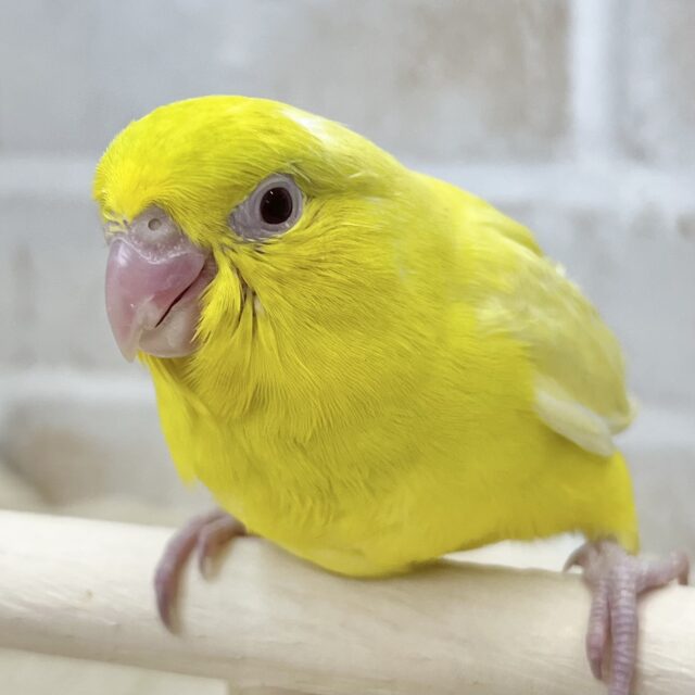 キラキライエロー💖✨　マメルリハ（ルチノー）