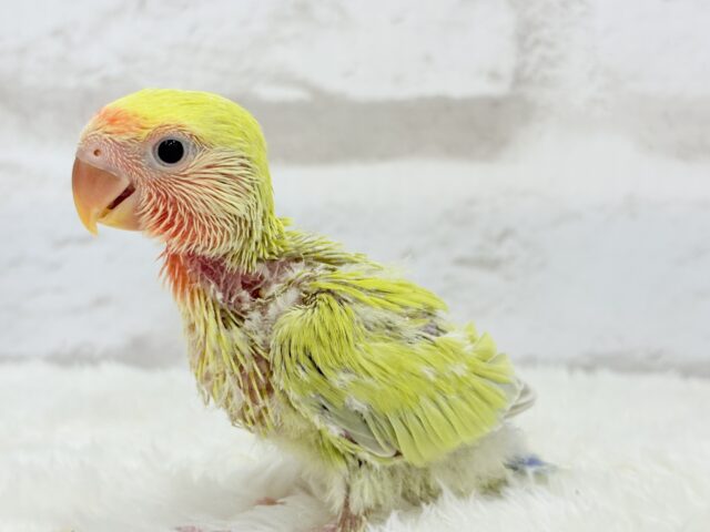 コザクラインコ（小桜インコ）
