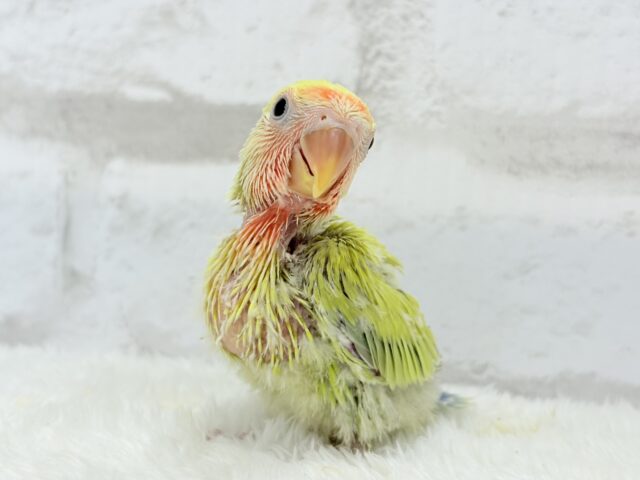 コザクラインコ（小桜インコ）