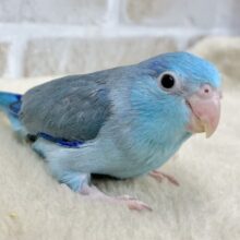 ブルーの小さい人気者💙🎶　マメルリハ（ブルー）