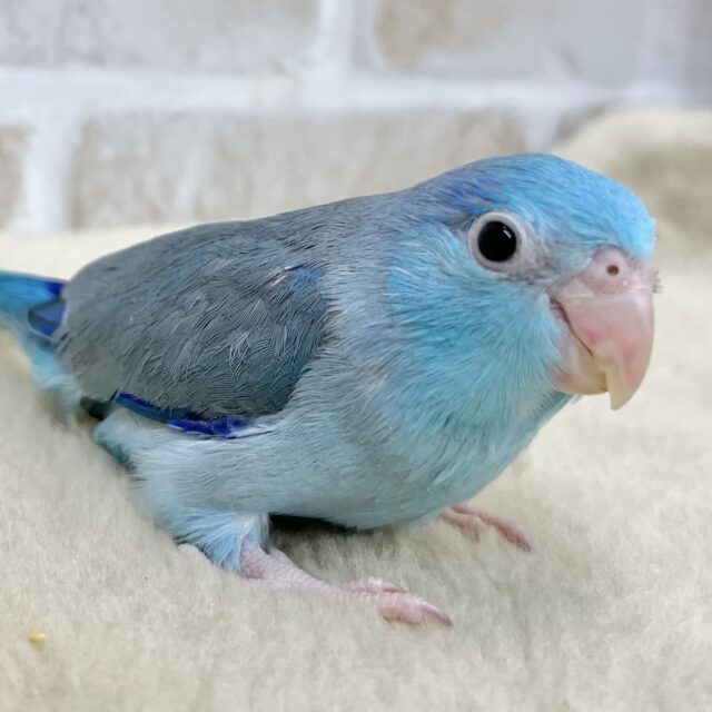 ブルーの小さい人気者💙🎶　マメルリハ（ブルー）