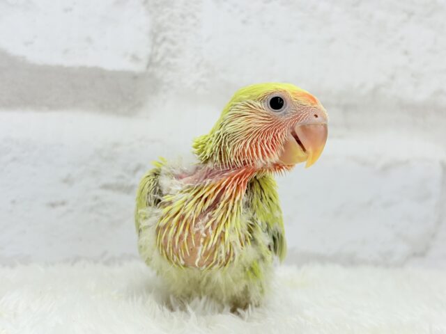 コザクラインコ（小桜インコ）