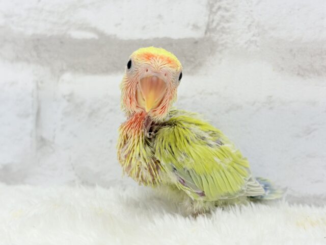 コザクラインコ（小桜インコ）