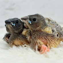 🎄🎁クリスマスフェア🎅🏻成鳥までの楽しみたくさん♬*°コキンチョウ ヒナ