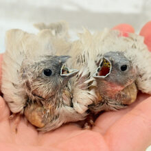 ぱやぱや頭が愛おしい🐣🪅💖ジャンボキンカチョウ ヒナ