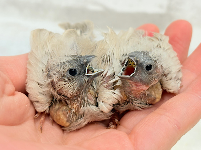 ぱやぱや頭が愛おしい🐣🪅💖ジャンボキンカチョウ ヒナ