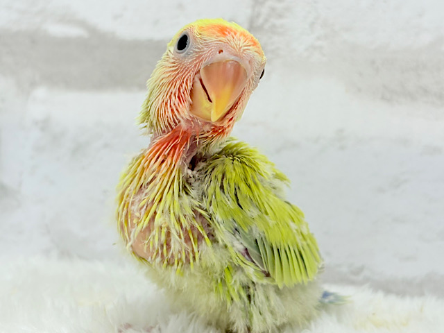 夏すぎて、落ち着きました👒🍂コザクラインコ(ゴールデンチェリー) ヒナ
