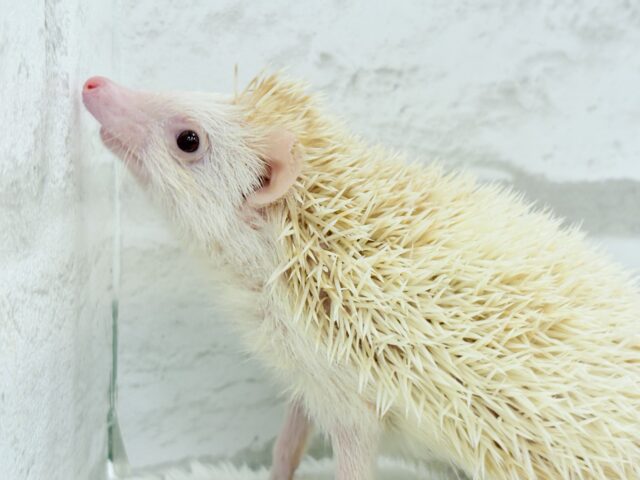 ハリネズミ（ヨツユビハリネズミ）