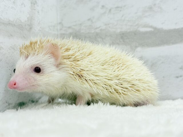 ハリネズミ（ヨツユビハリネズミ）