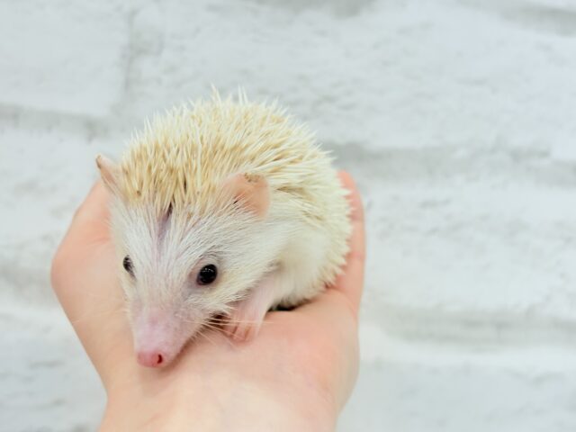 ハリネズミ（ヨツユビハリネズミ）