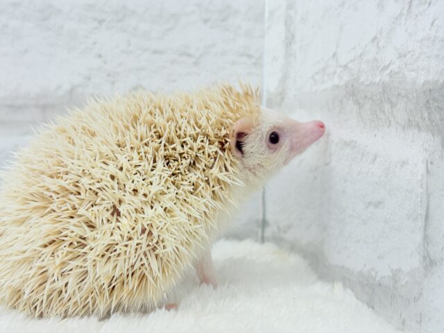ハリネズミ（ヨツユビハリネズミ）