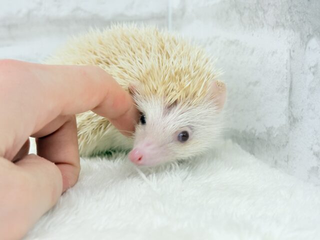 ハリネズミ（ヨツユビハリネズミ）