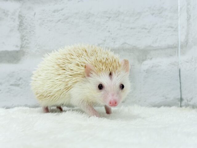 ハリネズミ（ヨツユビハリネズミ）