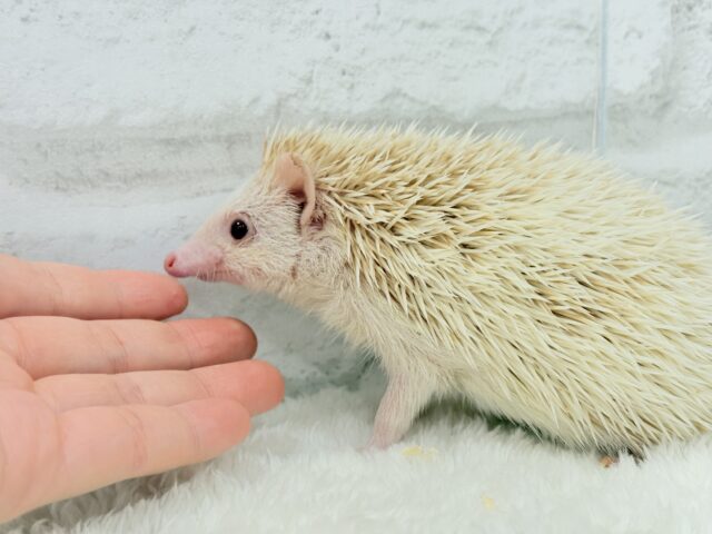 ハリネズミ（ヨツユビハリネズミ）