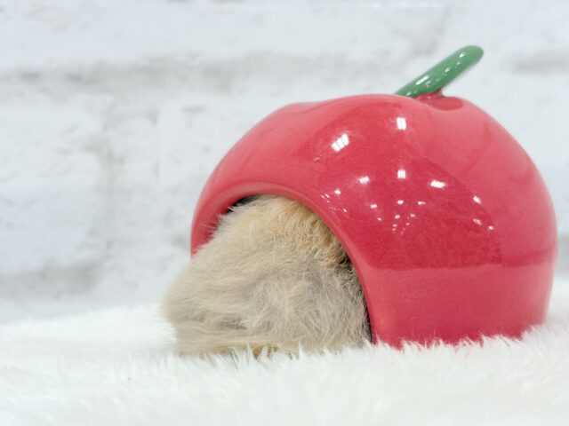 柔らかい色味のベイビーフェイス🐹🍼トリコロールハムスター(女の子) ゴールデンハムスター