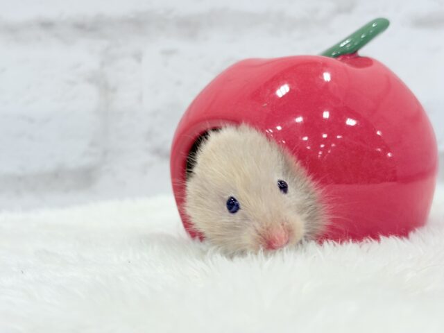 柔らかい色味のベイビーフェイス🐹🍼トリコロールハムスター(女の子) ゴールデンハムスター